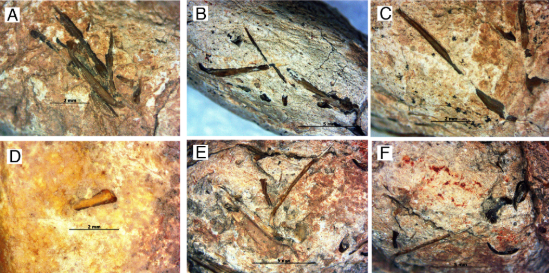 1.3亿年前这些鱼吃了啥？粪便化石成揭秘远古生物生活习性钥匙