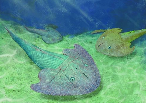 “古鱼王国”再现4.2亿年前最大漫游憨鱼 拥有魔鬼鱼一样的外鳃孔