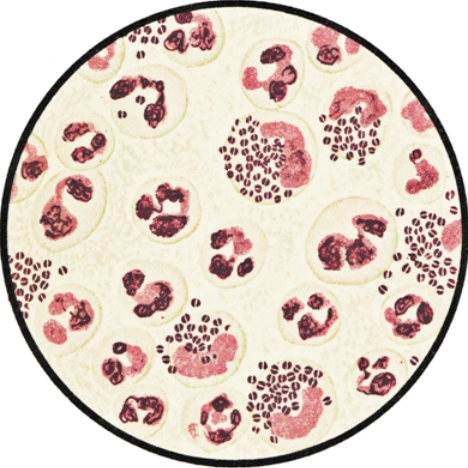 列文虎克的单式显微镜如何使用 能把标本放大多少倍？