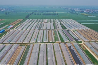 固安发展特色农业生产 预计大葱总产量将达到1500万斤
