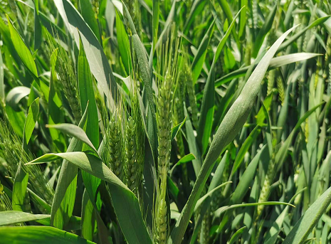 鸡泽：持续推进小麦“一喷三防”工作 保障夏粮丰产丰收